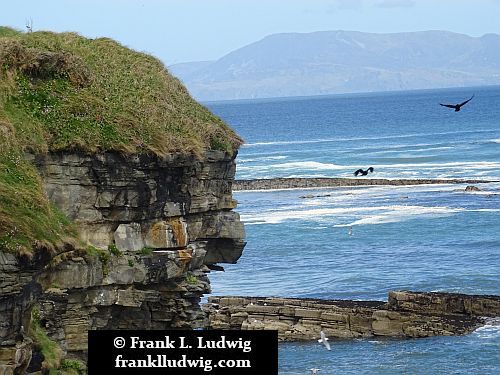 Ravens in Mullaghmore